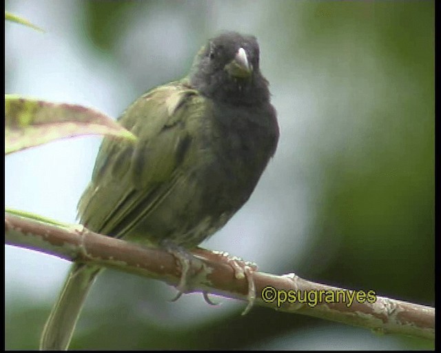 Black-faced Grassquit - ML201115801