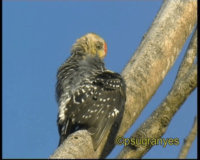 Red-crowned Woodpecker - ML201115821