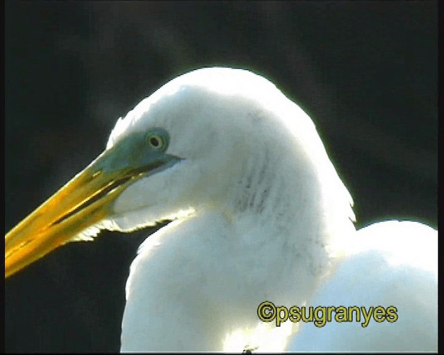 Great Egret (American) - ML201115851