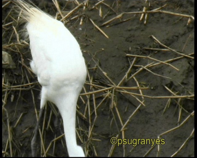 ダイサギ（egretta） - ML201115871