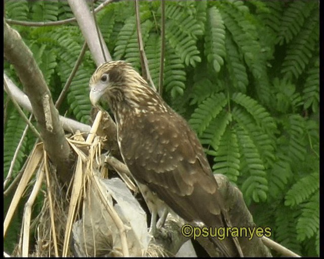 Yellow-headed Caracara - ML201115881