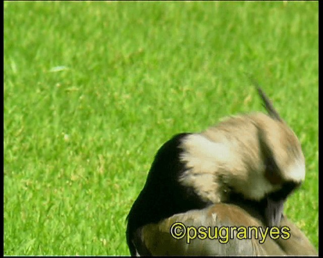 Southern Lapwing - ML201115971