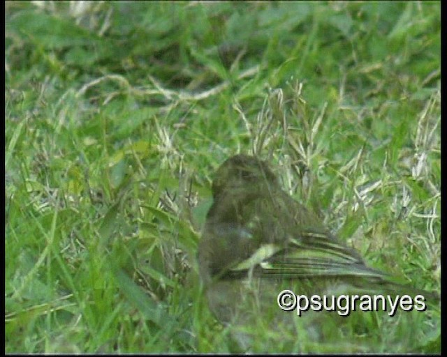 Fringuello - ML201116031