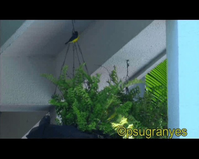 Thick-billed Euphonia - ML201116161