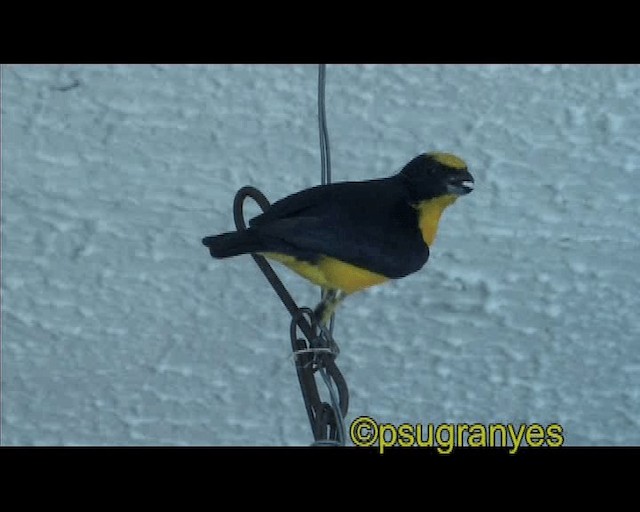 Thick-billed Euphonia - ML201116181
