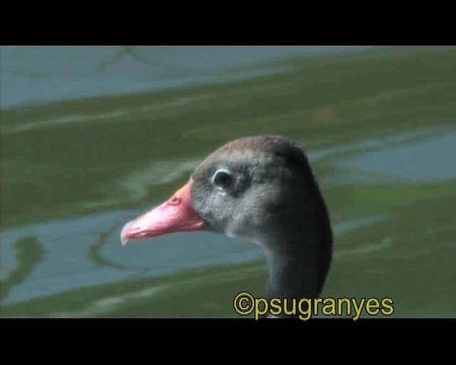 Black-bellied Whistling-Duck - ML201116191