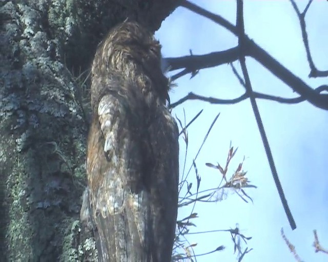 Common Potoo - ML201116241