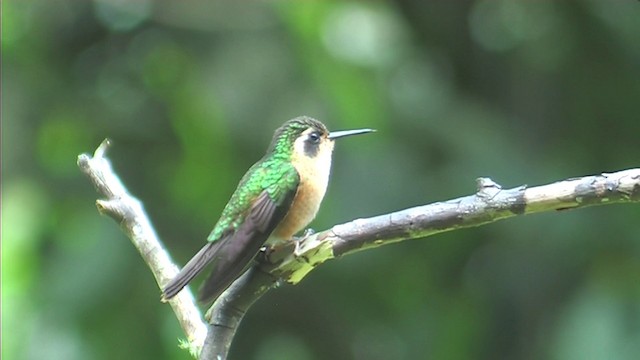 Western Emerald - ML201116251