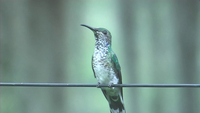 White-necked Jacobin - ML201116301