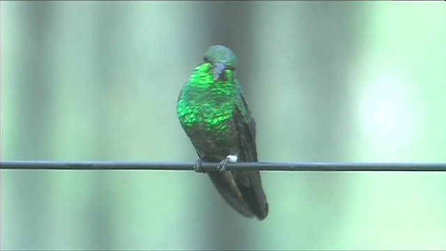 Western Emerald - ML201116331