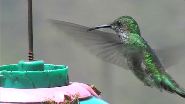 White-necked Jacobin - ML201116361