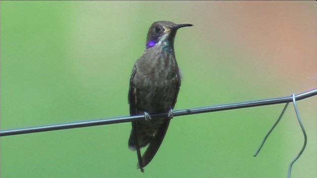 Brown Violetear - ML201116371