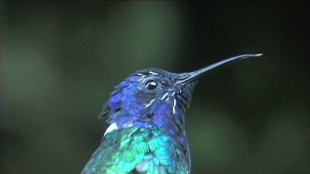 White-necked Jacobin - ML201116391