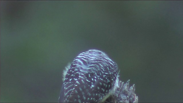 Red-crowned Woodpecker - ML201116411