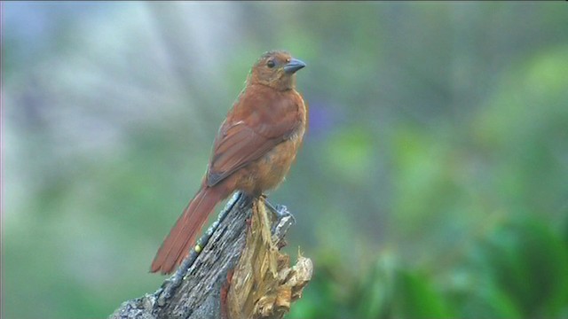 White-lined Tanager - ML201116441