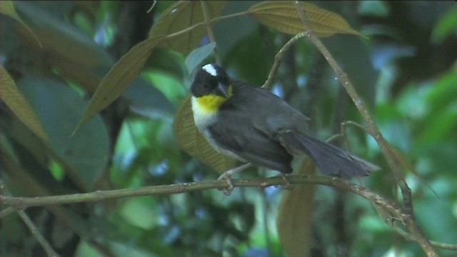 White-naped Brushfinch - ML201116461