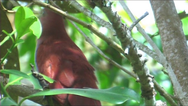 Common Squirrel-Cuckoo - ML201116481