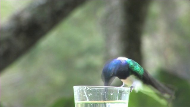 White-necked Jacobin - ML201116491