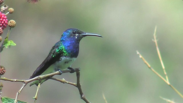 White-necked Jacobin - ML201116511