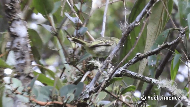 Peruvian Tyrannulet - ML201116581