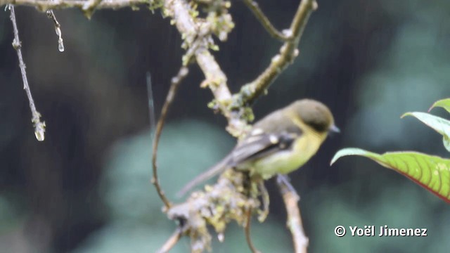 Ockerhals-Schnäppertyrann - ML201116681