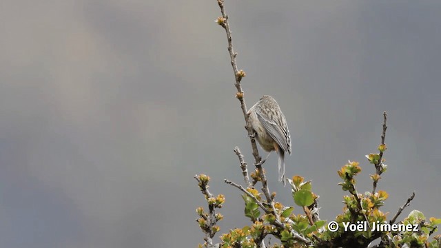 Plain-colored Seedeater - ML201116701