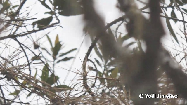 Ak Kaşlı Hemispingus (leucogastra/insignis) - ML201116811