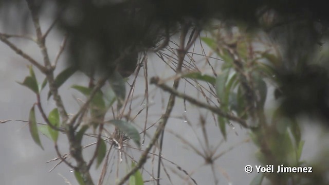 Paramo Seedeater - ML201116821