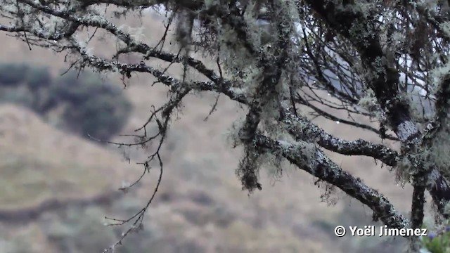 White-throated Tyrannulet - ML201116831