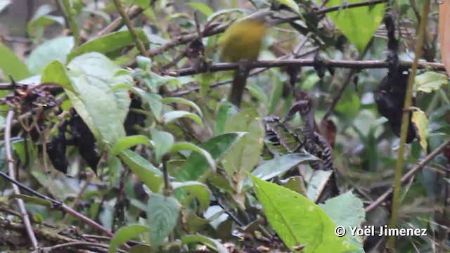 Black-capped Hemispingus (White-browed) - ML201116881