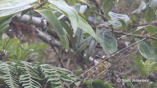 Gök Kırçıllı Dağ Tangarası - ML201116901