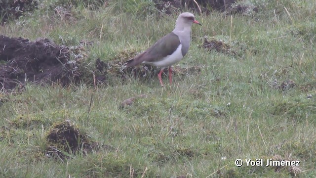 Vanneau des Andes - ML201116941