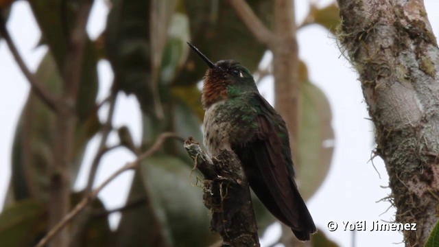 Colibrí Gorjiamatista (grupo amethysticollis) - ML201116951