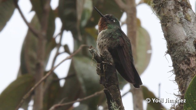 kolibřík sluneční - ML201116961
