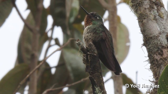 Colibrí Gorjiamatista (grupo amethysticollis) - ML201116961