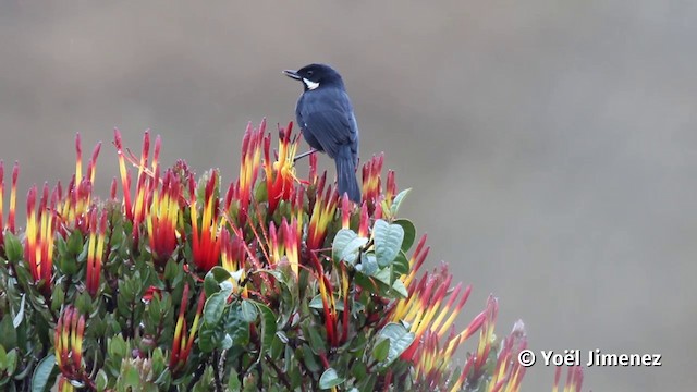 Moustached Flowerpiercer (unicincta) - ML201116981