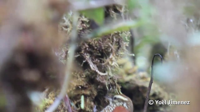 Pearled Treerunner - ML201116991