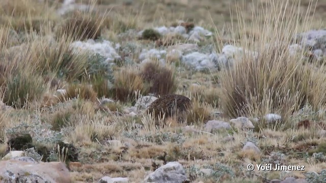 tinama zdobená - ML201117121