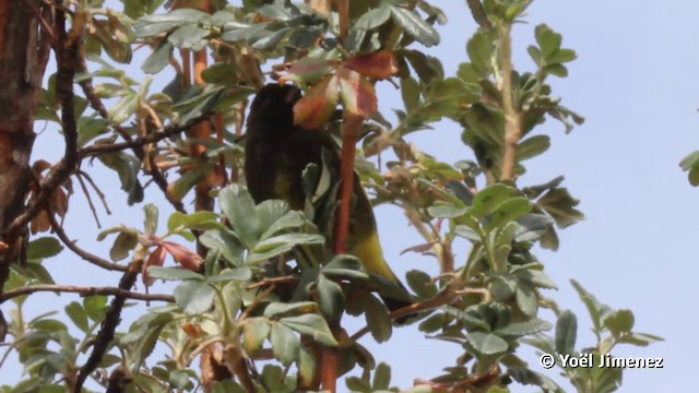 Black Siskin - ML201117151