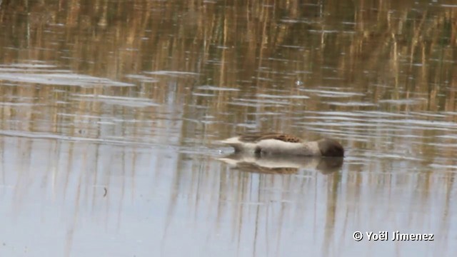 Yellow-billed Teal (oxyptera) - ML201117171