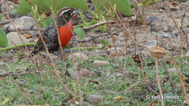 Peruvian Meadowlark - ML201117191