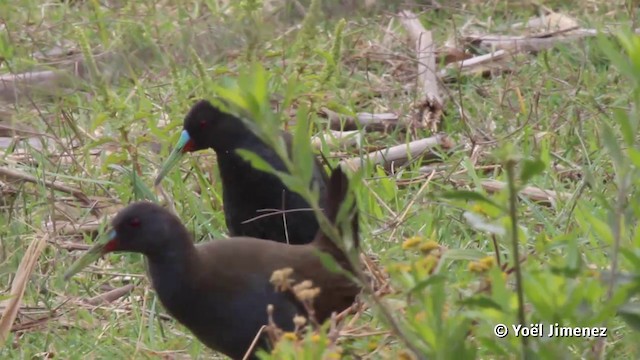 Plumbeous Rail - ML201117231