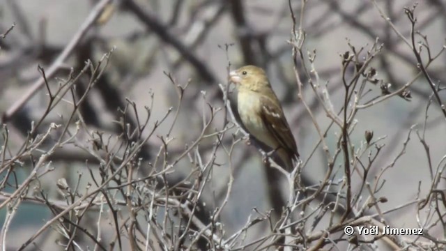 Parrot-billed Seedeater - ML201117271