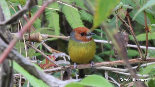 Johnson's Tody-Flycatcher - ML201117291