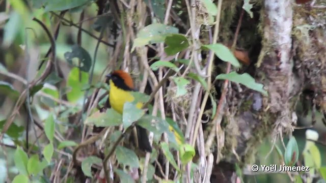 Yellow-breasted Brushfinch (Yellow-breasted) - ML201117301