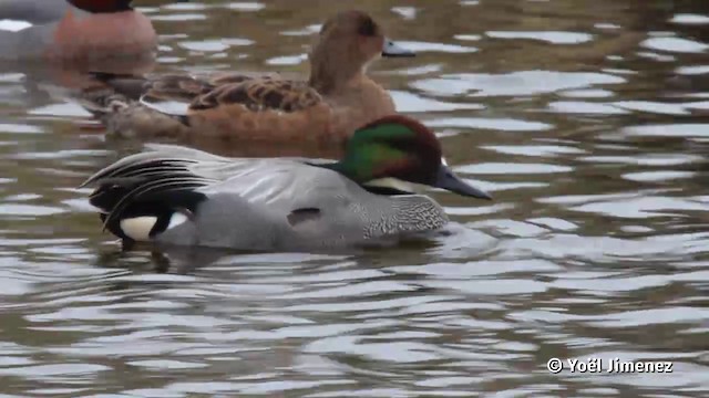 Falcated Duck - ML201117351