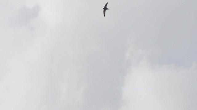 Seychelles Swiftlet - ML201117361