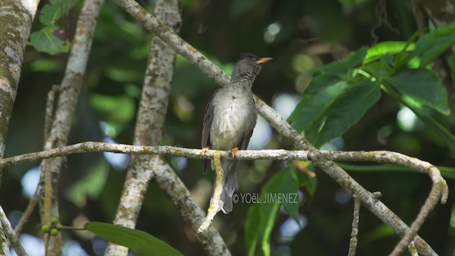 Seychelles Bulbul - ML201117391