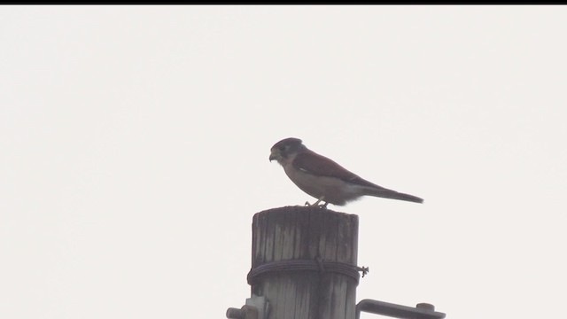 Seychelles Kestrel - ML201117401