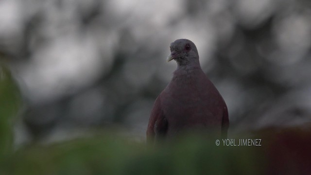 マダガスカルキジバト - ML201117411